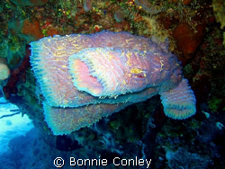 Azure vase sponge in Grand Cayman.  Photo taken with a Ca... by Bonnie Conley 